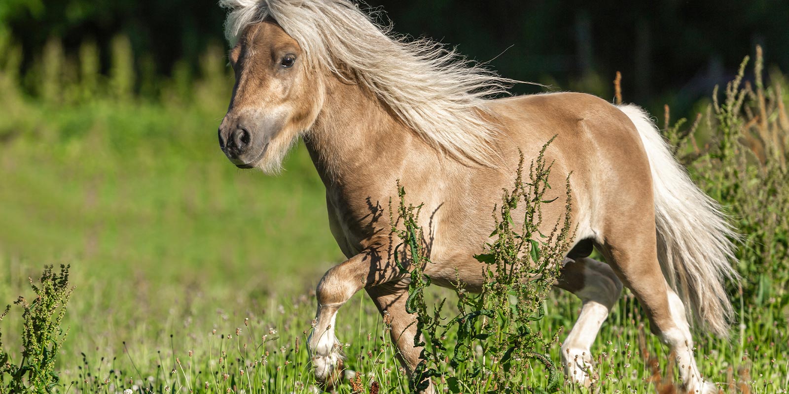 1-home-animal-colage