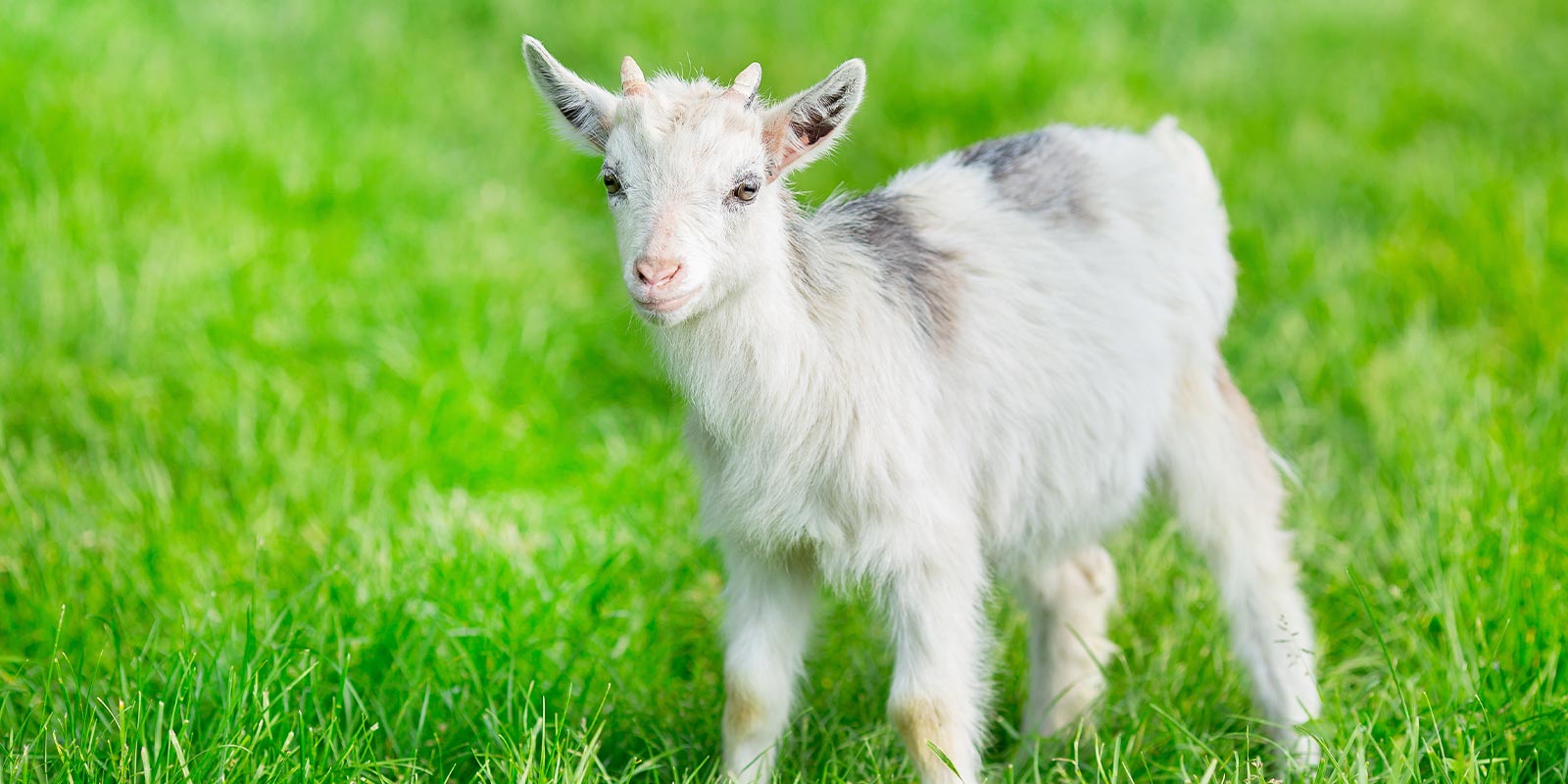 5-home-animal-colage